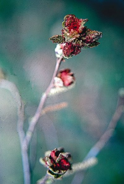 Kozalak akarı tarafından zarar uğratılmış tomurcuk